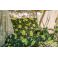 Садовая качель Патио с сеткой и подголовником 215x170 Зеленый, Бежевый (33477881) фото